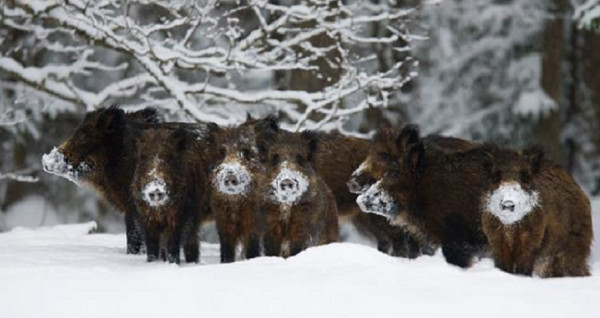 Picture 3 of Misunderstandings about pigs that people have