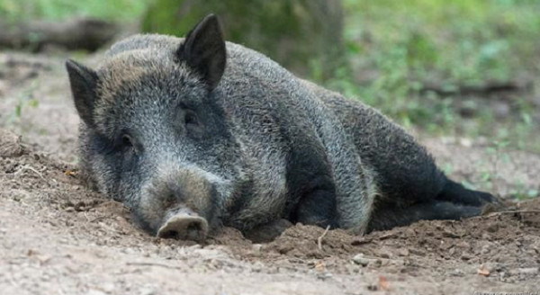 Picture 4 of Misunderstandings about pigs that people have