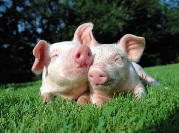 Picture 5 of Misunderstandings about pigs that people have