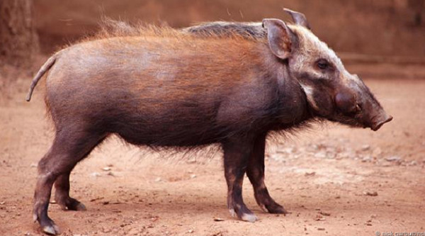 Picture 6 of Misunderstandings about pigs that people have