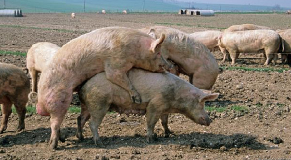Picture 7 of Misunderstandings about pigs that people have