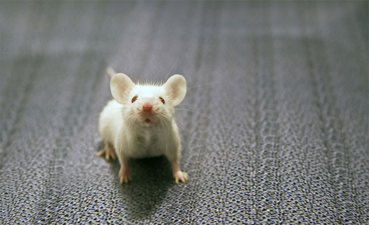 MIT finds a neural circuit that restricts fear phobia images 1