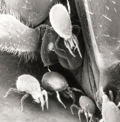 Picture 1 of Mites living in the community on wind cockroaches can reduce the risk of allergies