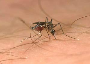 Picture 1 of Moaning - how to find mosquitoes of mosquitoes