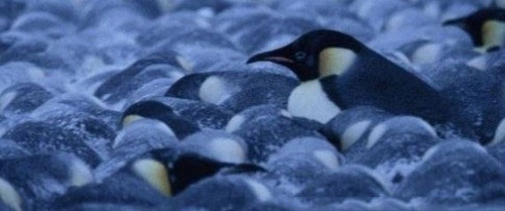 Picture 2 of Model of a crowd of penguins gathered to share the warmth