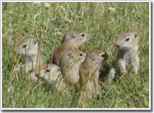 Picture 1 of Moderate levels of hormones must promote squirrel learning