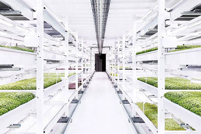 Picture 4 of Modern cities combine gardens and cow farms