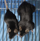 Picture 3 of Modern Doping