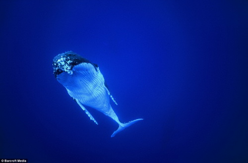 Picture 10 of Modern technology to explore the ocean