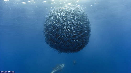 Picture 11 of Modern technology to explore the ocean