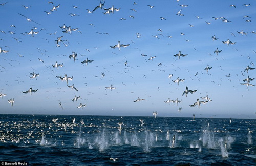 Picture 7 of Modern technology to explore the ocean