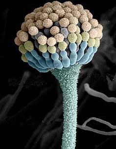 Picture 1 of Mold (Aspergillus) - Doctor of fermentation