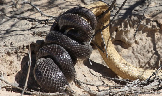 Mole snakes escaped death by squeezing the South African cobra's head