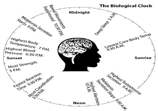 Picture 1 of Molecules act on human biological clocks