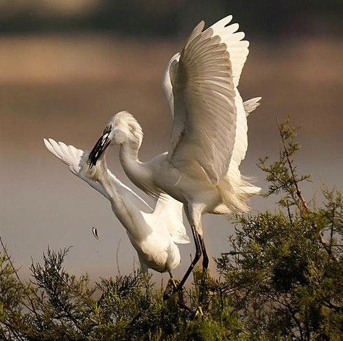 Moments of feeding the white stork images 10