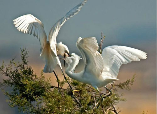 Moments of feeding the white stork images 11