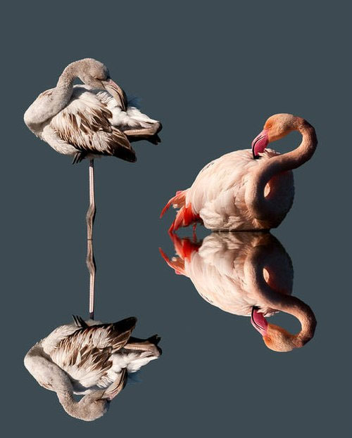 Moments of feeding the white stork images 12