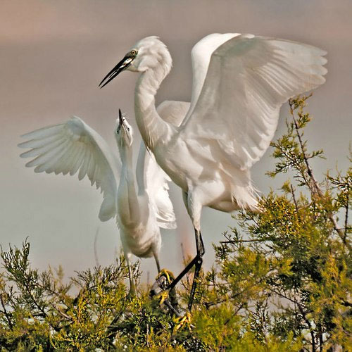Moments of feeding the white stork images 9