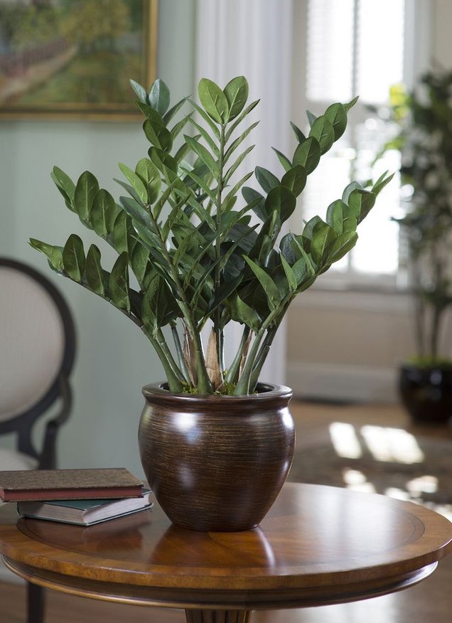 Picture 1 of Money needle: The plant has the ability to endanger the children that many homes still plant