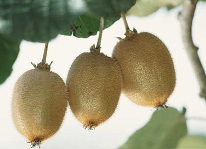 Picture 2 of Monkey Actinidiaceae - Super grade fruit