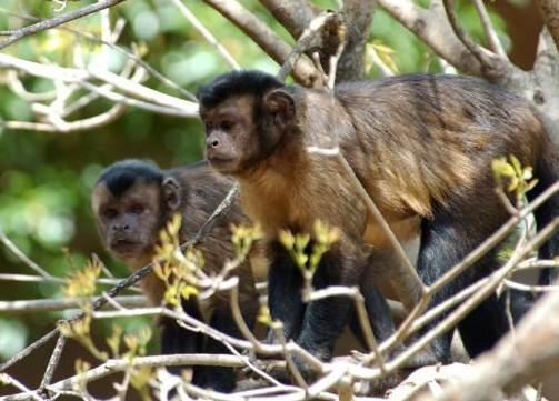 Picture 1 of Monkey also knows how to share with others