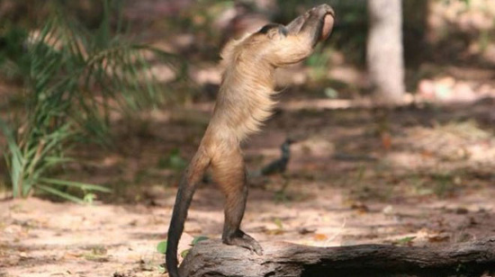 Picture 1 of 'Monkey athlete' raises rocks to break particles