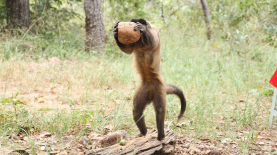 Picture 2 of 'Monkey athlete' raises rocks to break particles