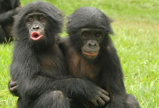 Picture 1 of Monkey expresses emotions like humans