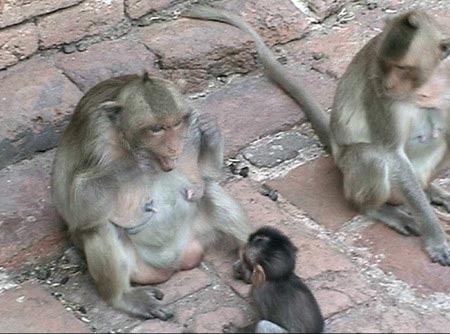 Picture 1 of Monkey knows how to teach children to brush their teeth