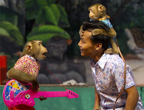 Picture 1 of Monkey making circus