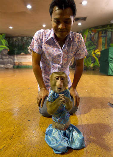 Picture 10 of Monkey making circus
