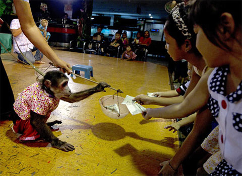 Picture 11 of Monkey making circus