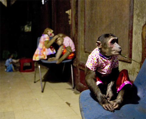 Picture 12 of Monkey making circus