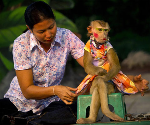 Picture 3 of Monkey making circus
