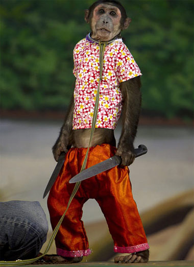 Picture 4 of Monkey making circus