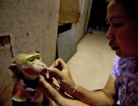 Picture 5 of Monkey making circus