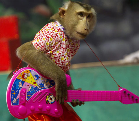 Picture 6 of Monkey making circus