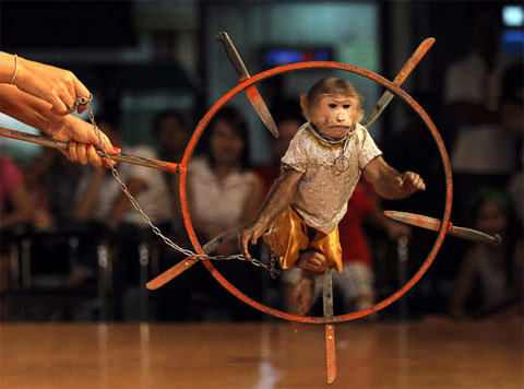 Picture 7 of Monkey making circus