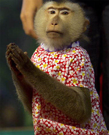 Picture 8 of Monkey making circus