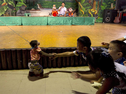 Picture 9 of Monkey making circus