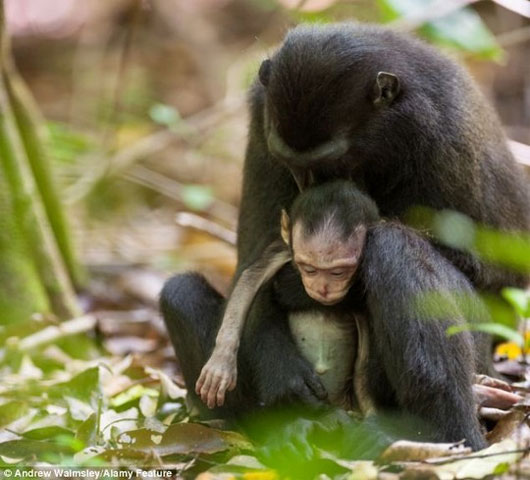 Picture 4 of Monkey mother grief hugged the body 3 days