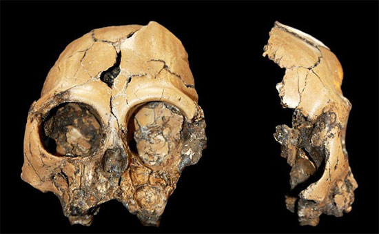 Picture 1 of Monkey skull fossil 6 million years old in China