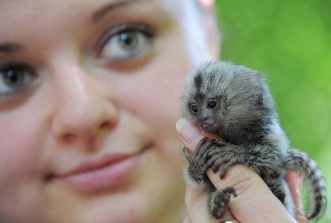 Picture 1 of Monkey squirts as big as a finger