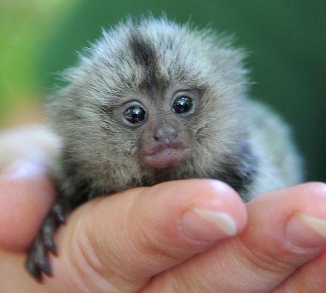 Picture 2 of Monkey squirts as big as a finger