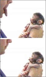 Picture 1 of Monkeys are able to imitate from birth