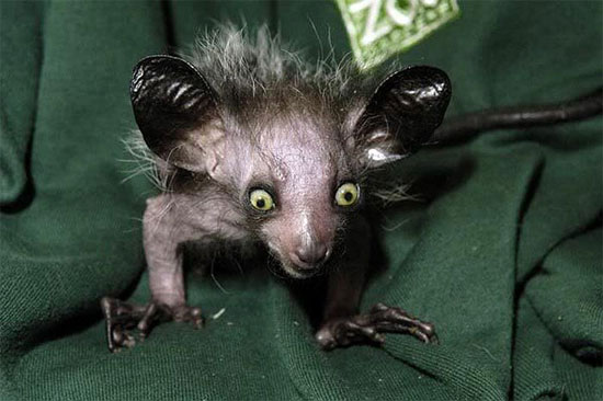 Picture 1 of Monkeys are considered the embodiment of evil