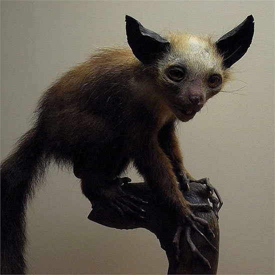 Picture 2 of Monkeys are considered the embodiment of evil