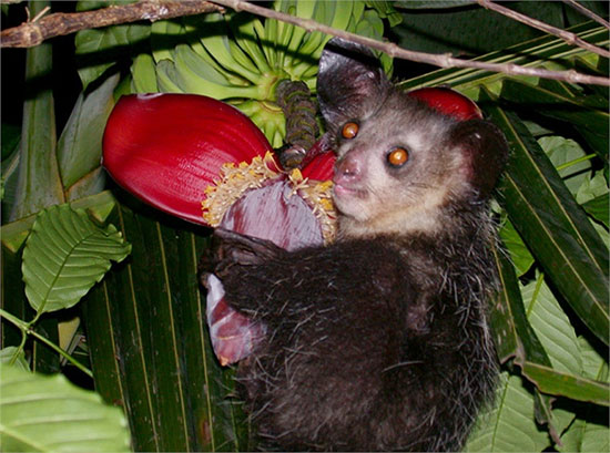 Picture 3 of Monkeys are considered the embodiment of evil