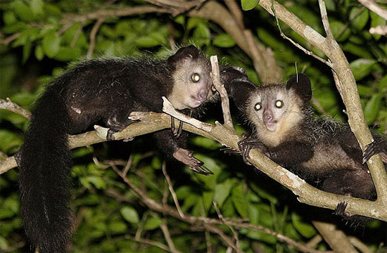 Picture 4 of Monkeys are considered the embodiment of evil