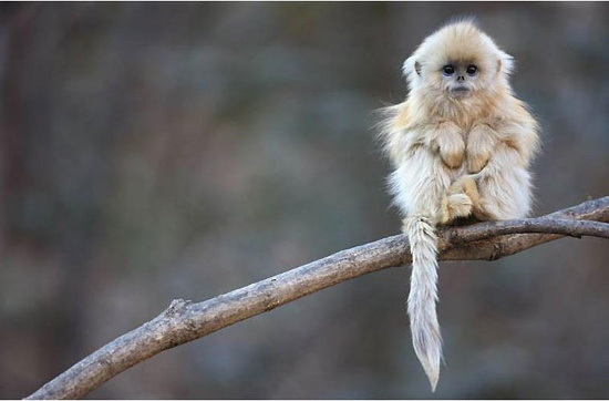 Picture 1 of Monkeys beams 'stuffy nose' strange
